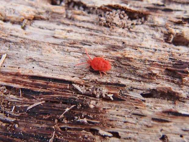 roztočník červený Trombidium holosericeum