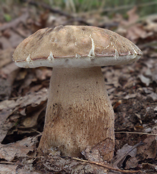 hríb bronzový Boletus aereus Bull. ex Fr.