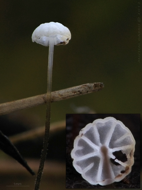 tanečnica listová Marasmius cf.epiphyllus (Pers.) Fr.