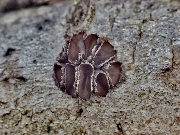 dutinovka lužná Sclerencoelia fascicularis (Alb. & Schwein.) P. Karst.