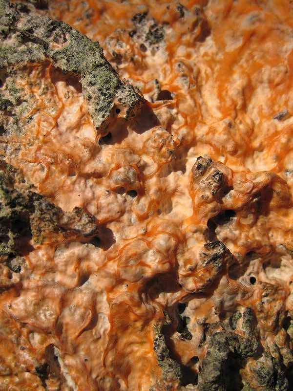 povlačník oranžový Leucogyrophana cf. mollusca (Fr.) Pouzar