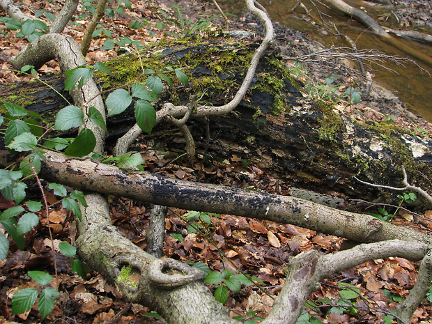 drevovček mnohotvarý (biotop) Jackrogersella multiformis
