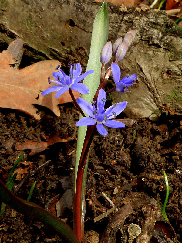 scila viedenská Scilla vindobonensis Speta