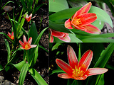 tulipánik prvý