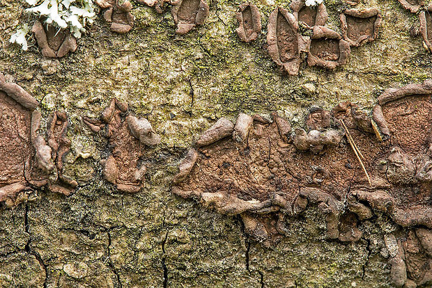 drevovček moravský Hypoxylon cercidicola (Berk. & M.A. Curtis ex Peck) Y.M. Ju & J.D. Rogers