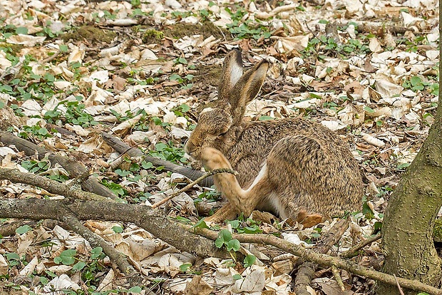 zajac poľný 2 Lepus europaeus