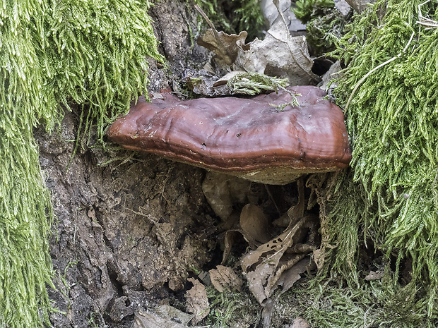 lesklokôrovka Ganoderma sp.