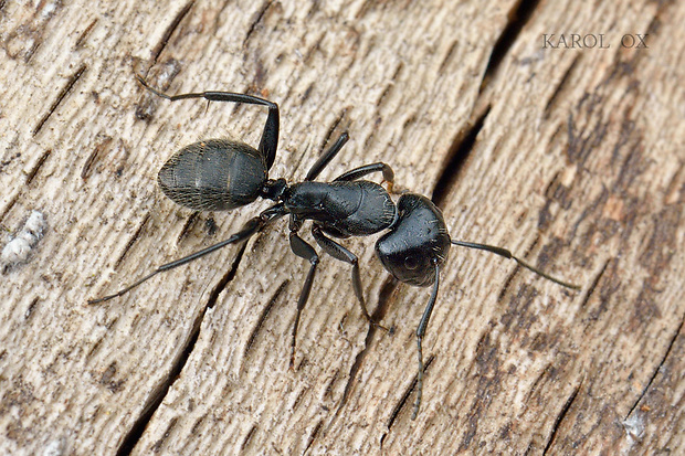 mravec Camponotus vagus