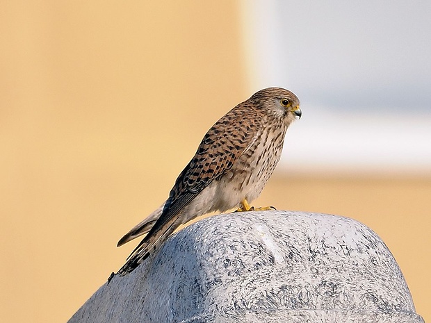sokol myšiar-poštolka obecná  Falco tinnunculus