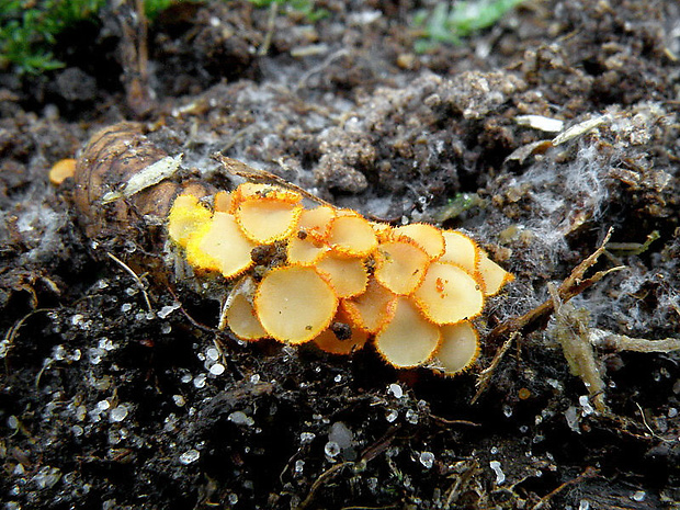 pavučinovka  Arachnopeziza aurelia  (Pers.) Fuckel