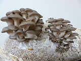 mycelium hlivy ustricovitej - úroda :)