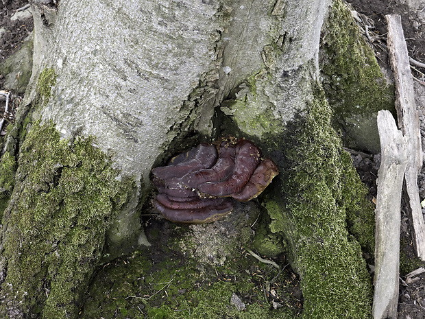 lesklokôrovka Ganoderma sp.