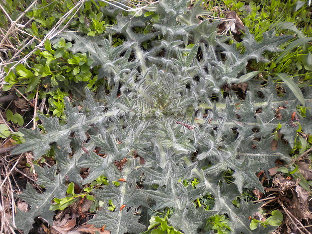 pichliač obyčajný Cirsium vulgare (Savi) Ten.