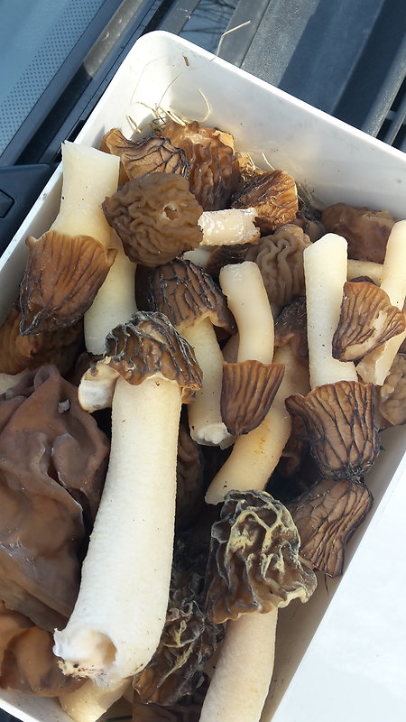 smrečok