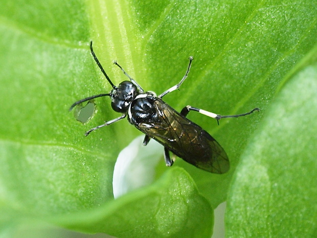 piliarka  Macrophya alboannulata