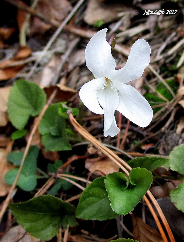 fialka lesná - albín Viola reichenbachiana Jord. ex Boreau
