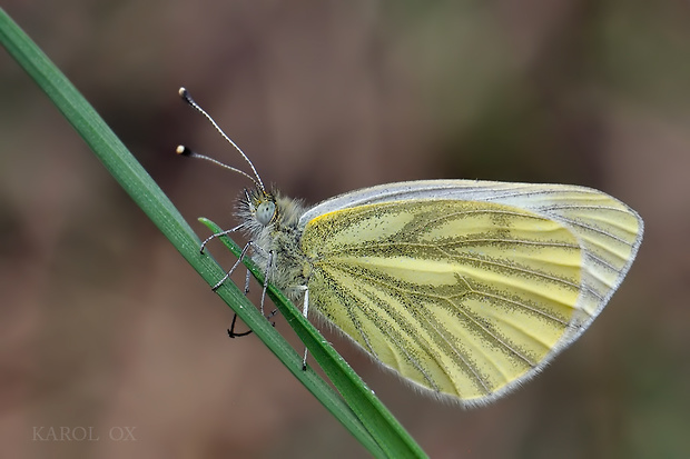 mlynárik repkový Pieris napi