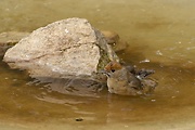 penica čiernohlavá - samička