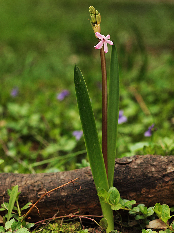 hyacint Hyacinthus orientalis