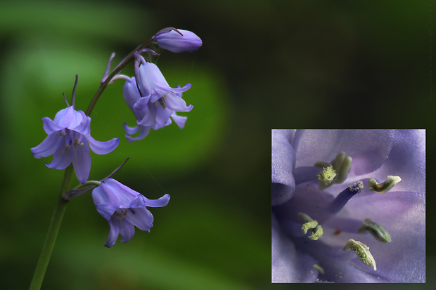 hyacintovec Hyacinthoides x massartiana Geerinck (Jacinthe)