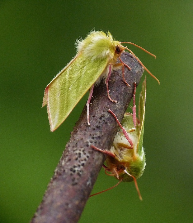 zelenka buková Pseudoips prasinana