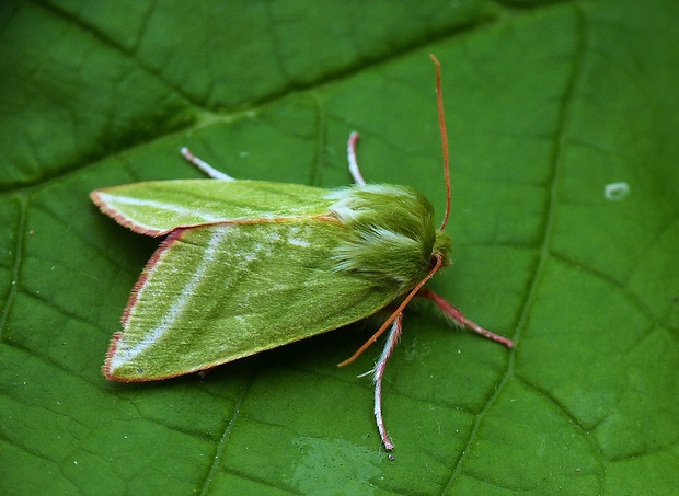 zelenka buková Pseudoips prasinana