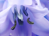 hyacintovec