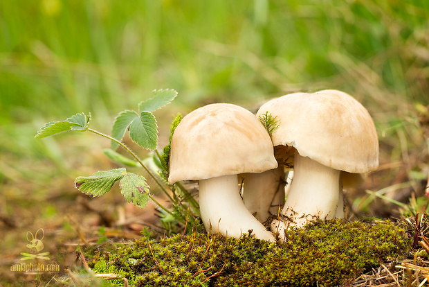 čírovnica májová Calocybe gambosa (Fr.) Donk