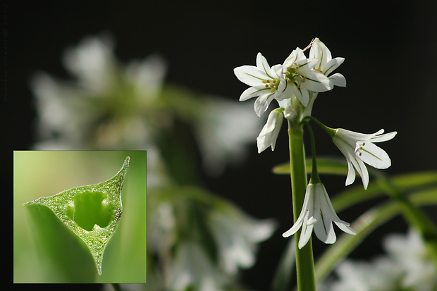 cesnak / česnek třírohý (cz) Allium triquetrum L.