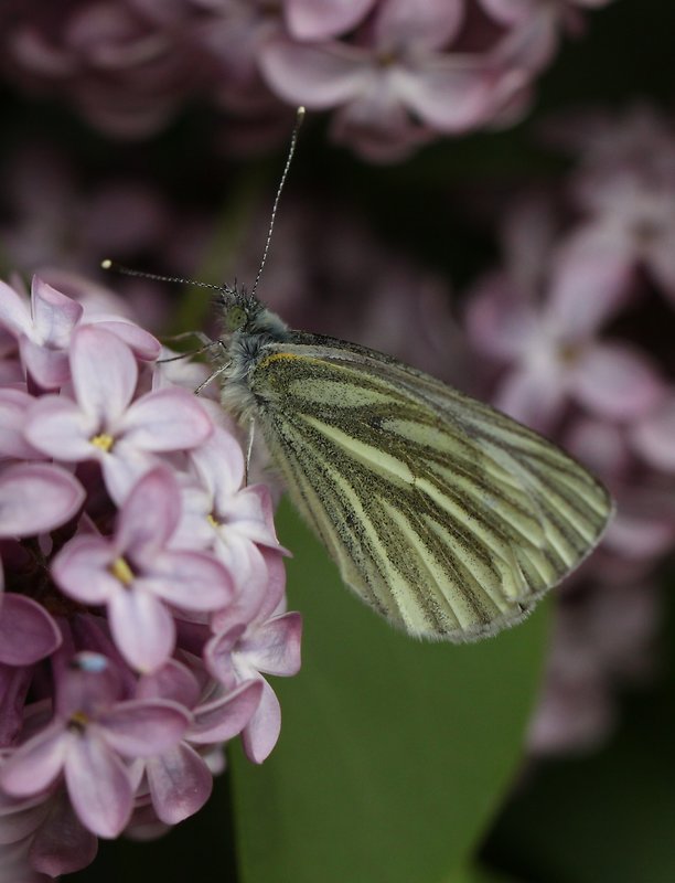 mlynárik repkový Pieris napi