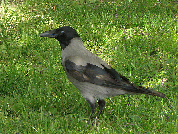 vrana túlavá východoeurópska   Corvus corone cornix