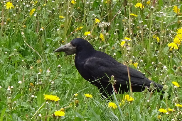 havran čierny Corvus frugilegus
