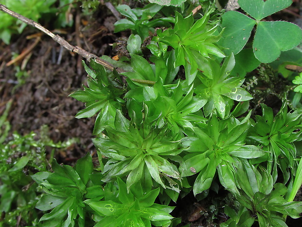 ružolístok ozdobný Rhodobryum roseum (Hedw.) Limpr.