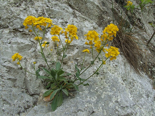 taričník skalný Aurinia saxatilis (L.) Desv.