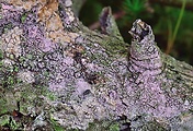 voskovica ružovofialová
