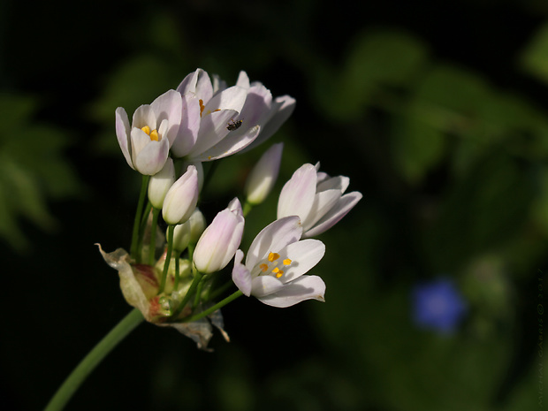 cesnak Allium roseum L.