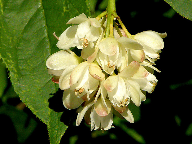 klokoč perovitý Staphylea pinnata L.
