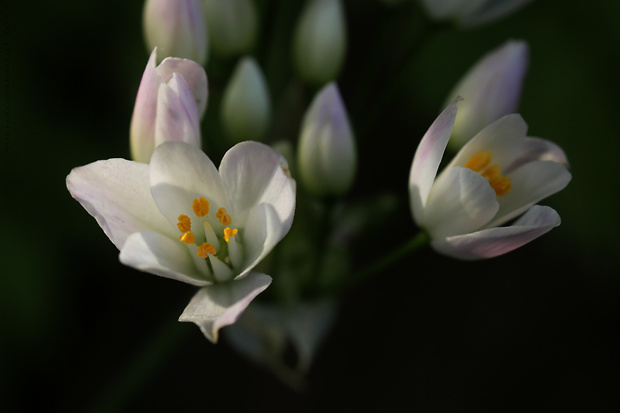 cesnak Allium roseum L.