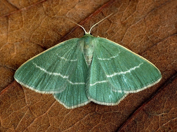 piadivka vresovisková (sk) / zelenopláštník hlohový (cz) Chlorissa viridata Linnaeus, 1758