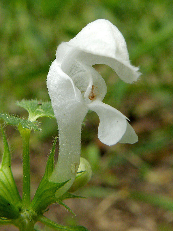hluchavka škvrnitá - albín  Lamium maculatum L.