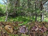 tulipánovka fialová-biotop