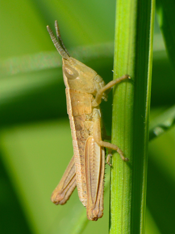 koník Chrysochraon dispar  (Acrididae)
