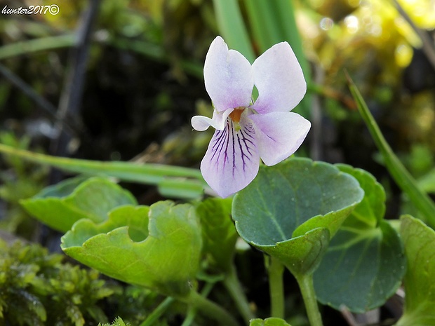 fialka močiarna Viola palustris L.
