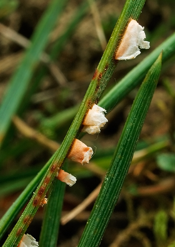 pľuzgiernička sosnová Coleosporium tussilaginis (Pers.) Lév.