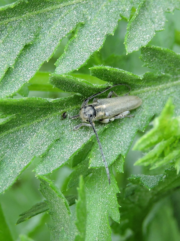 vrzúnik Phytoecia nigricornis