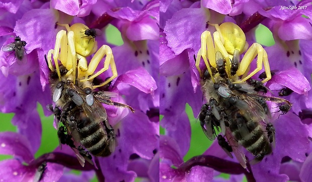 kvetárik dvojtvarý + hrbačka  Misumena vatia + Phoridae sp.
