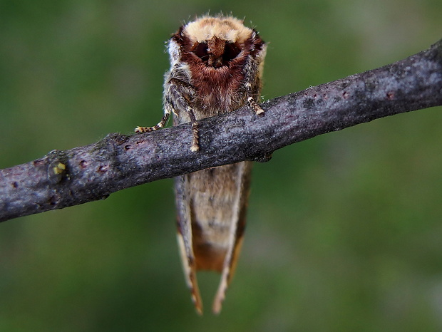 faléra lipová   Phalera bucephala
