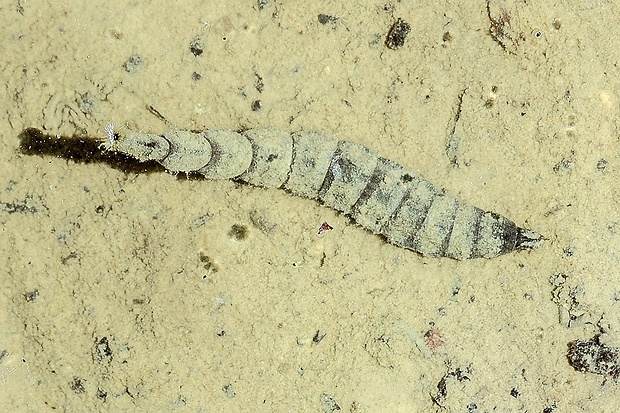 bránivka - larva Stratiomys chamaeleon