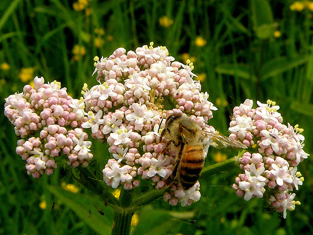 valeriána lekárska Valeriana officinalis L.