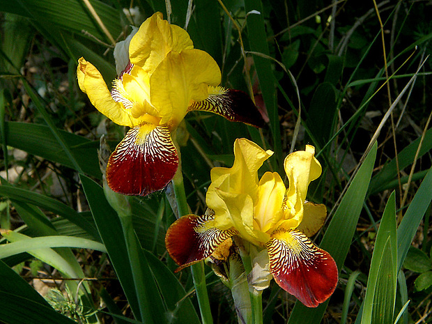 kosatec špinavý Iris x squalens (hybrid )